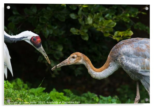 Red crowned crane feeding its chick Acrylic by Jason Wells