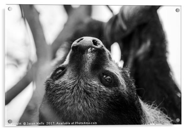 Southern two-toed sloth  Acrylic by Jason Wells