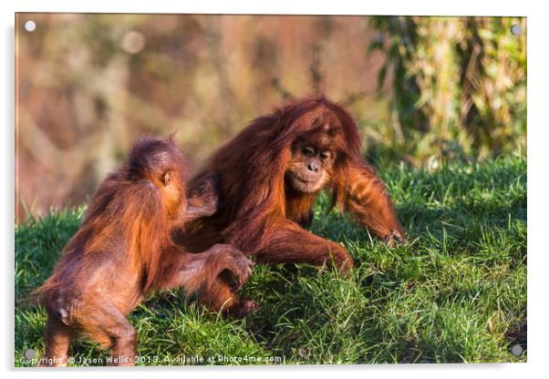 Sumatran Orangutan pair playing Acrylic by Jason Wells