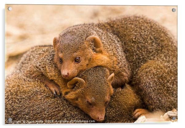Common dwarf mongoose trio Acrylic by Jason Wells