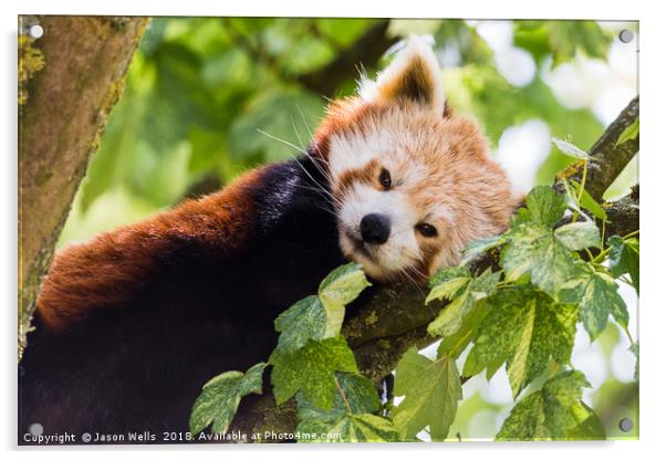 Red Panda Acrylic by Jason Wells