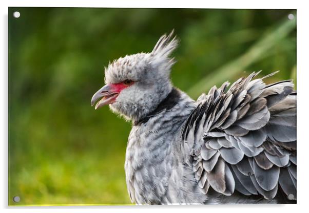 Crested screamer with its beak open Acrylic by Jason Wells