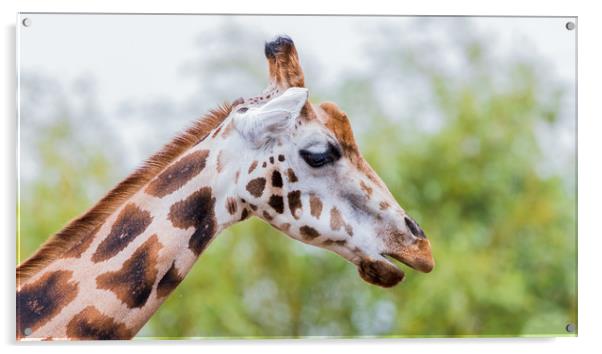 Giraffe chewing Acrylic by Jason Wells