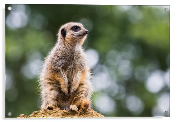 Meerkat perched on a rock Acrylic by Jason Wells