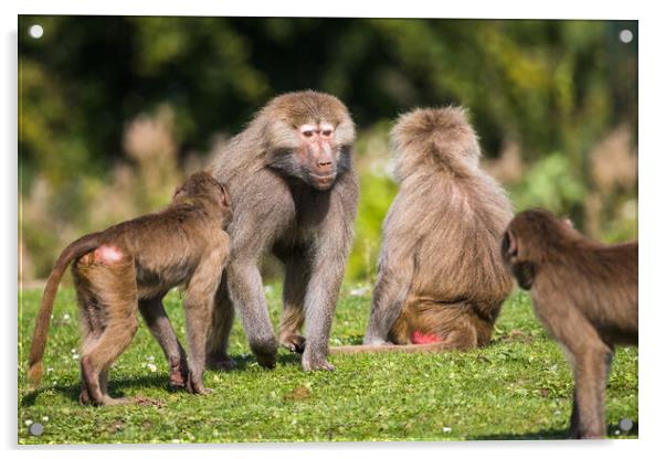 Adult Hamadryas baboon showing whos in charge Acrylic by Jason Wells
