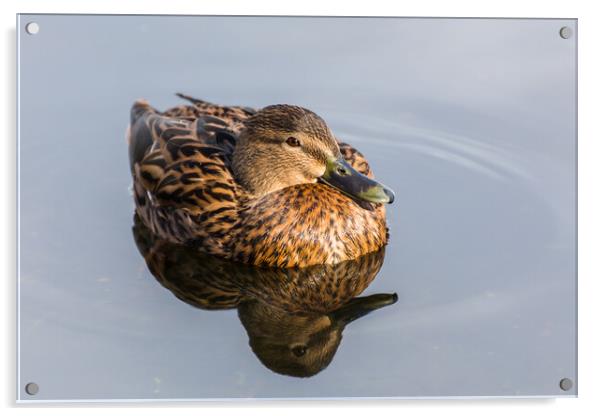 Mallard duck on the water Acrylic by Jason Wells