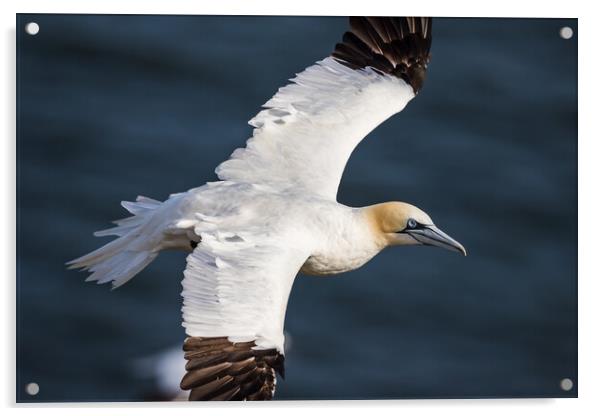 Northern gannet up close Acrylic by Jason Wells