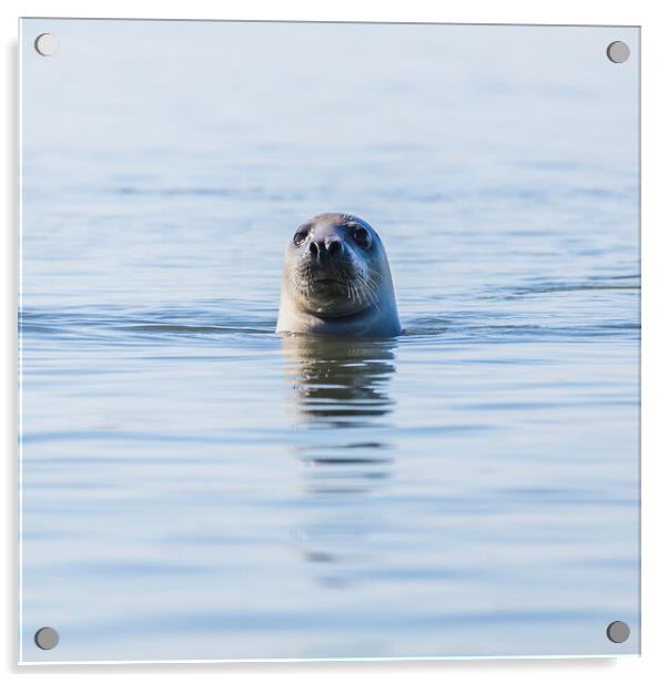 Portrait of a grey seal Acrylic by Jason Wells