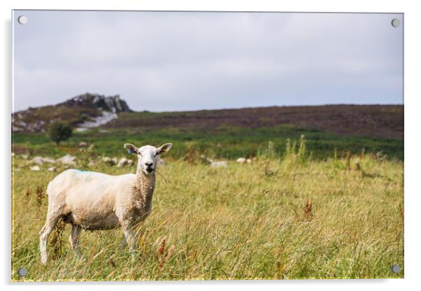 Close up of a sheep on Stiperstones Acrylic by Jason Wells