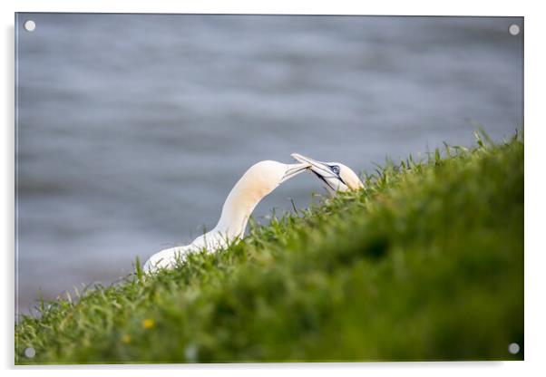 Northern gannet pair exchanging grass for their nest Acrylic by Jason Wells