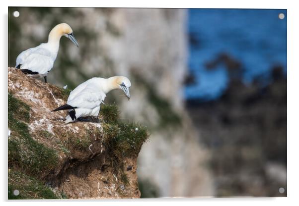 Northern gannet looking over the cliff edge Acrylic by Jason Wells