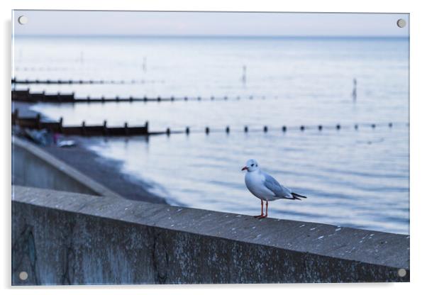 Sea gull stood on the sea wall of Sheringham Acrylic by Jason Wells