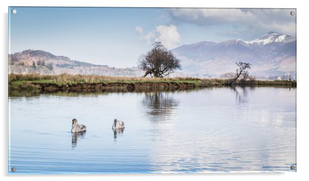 Swans on the River Derwent Acrylic by Jason Wells