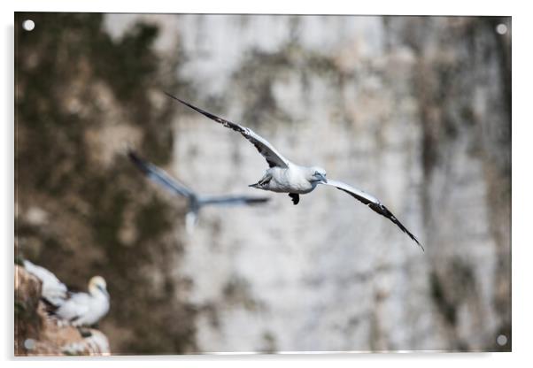 Northern gannet filling the frame Acrylic by Jason Wells