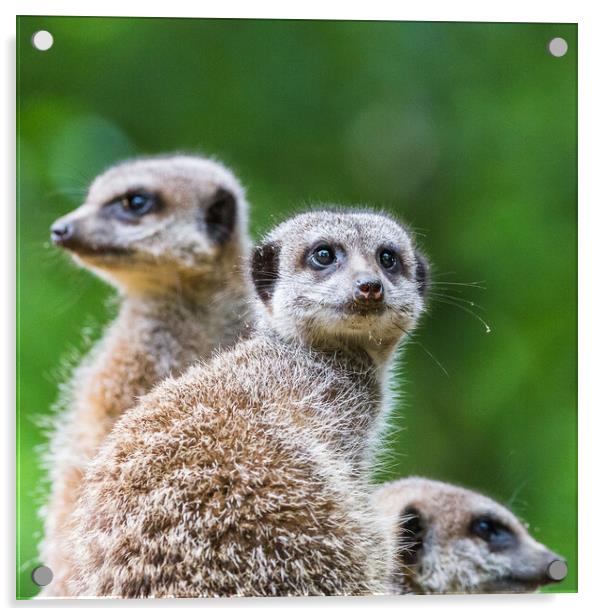 Square crop meerkats on sentry duty Acrylic by Jason Wells