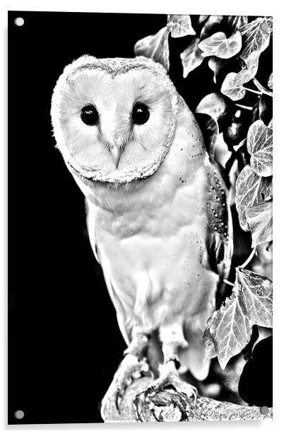 Barn owl in Black and White Acrylic by David Knowles