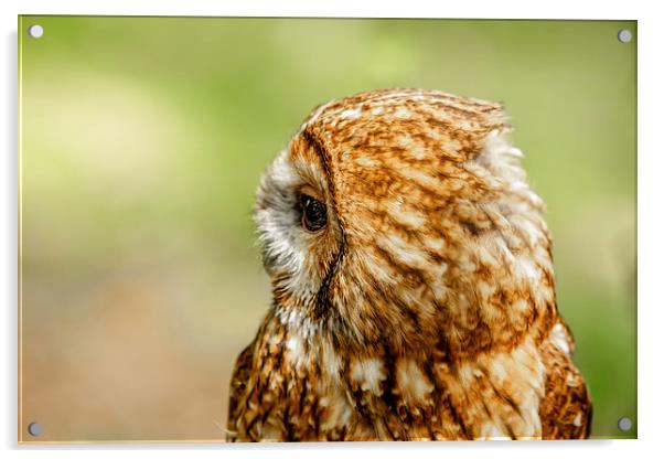 Tawny Owl looking right Acrylic by David Knowles