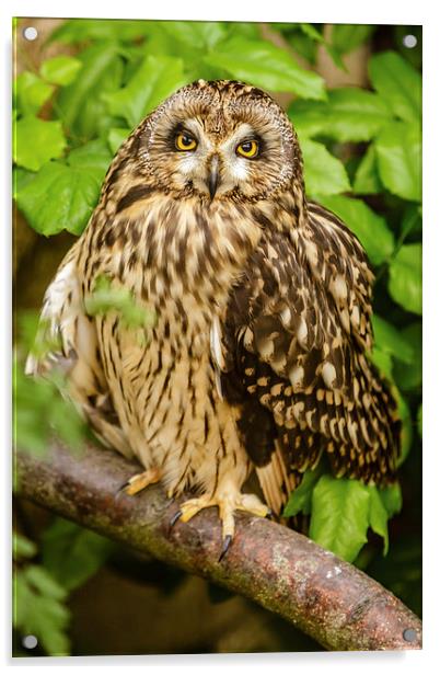 Short eared owl Acrylic by David Knowles