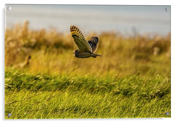 Hunting Short eared Owl Acrylic by David Knowles