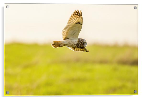 Short eared owl food shopping! Acrylic by David Knowles