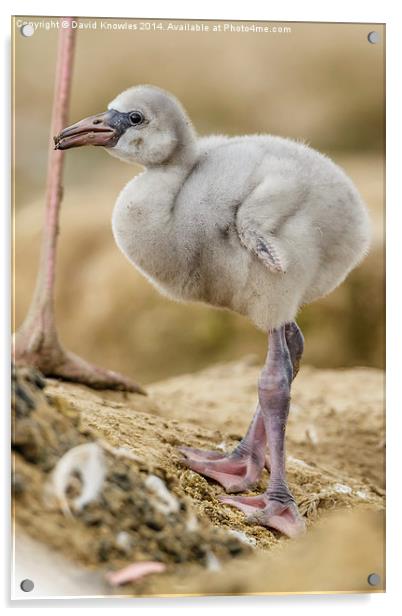 Greater Flamingo chick Acrylic by David Knowles