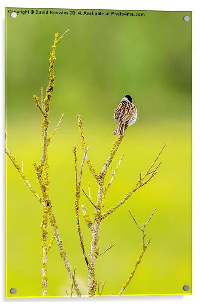 Male Reed bunting Acrylic by David Knowles