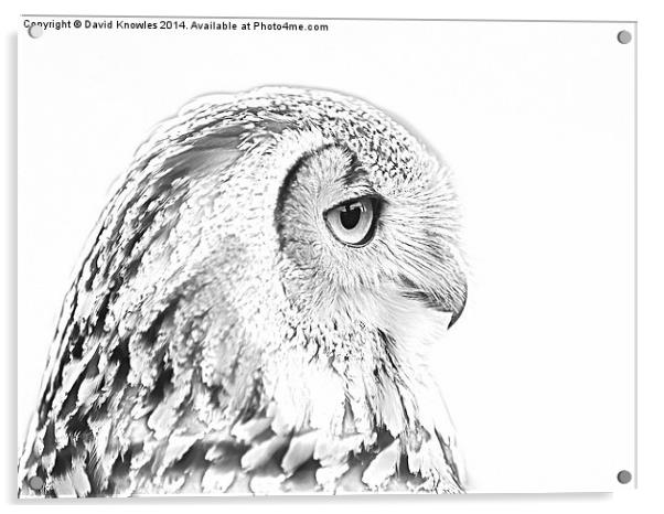 Drawing conversion of European Eagle Owl Acrylic by David Knowles