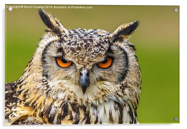Eyes of an Eagle Owl Acrylic by David Knowles