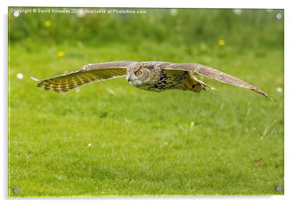 European Eagle Owl Acrylic by David Knowles