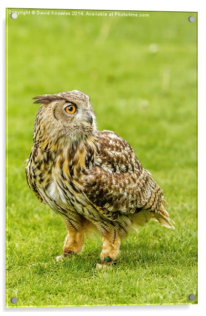 Eagle owl on the grass Acrylic by David Knowles