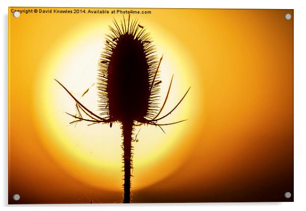  Beautiful back lit teasel  at sunset Acrylic by David Knowles