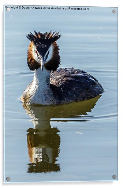  Great Creasted Grebe and reflection Acrylic by David Knowles