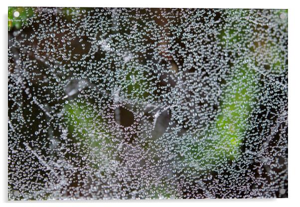 Dew pearl web Acrylic by Ivan Kovacs