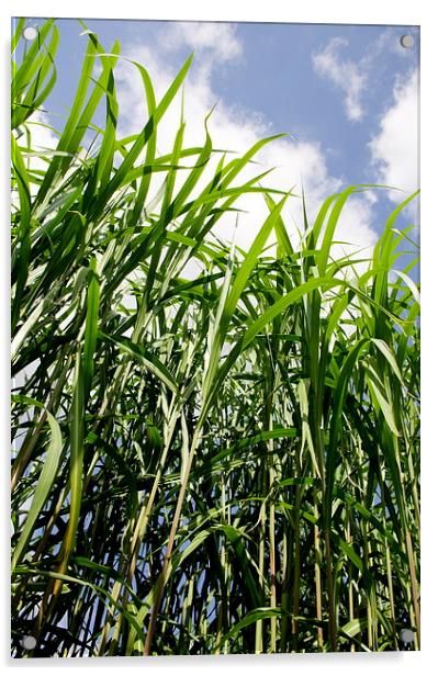 Biomass Grass Plants Acrylic by Richard Pinder