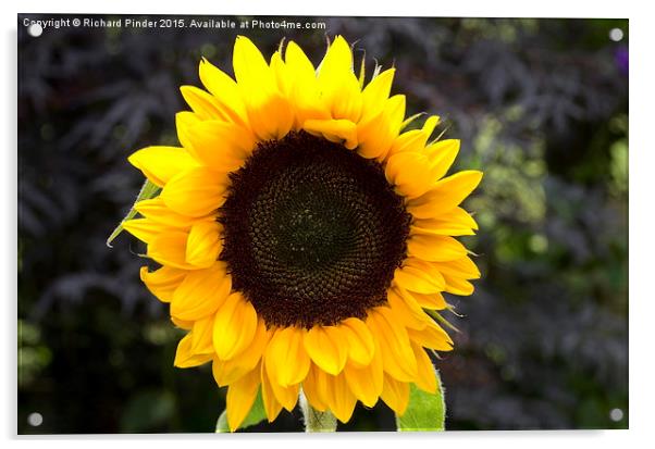  Sunflower Acrylic by Richard Pinder