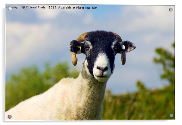 Swaledale Sheep Acrylic by Richard Pinder
