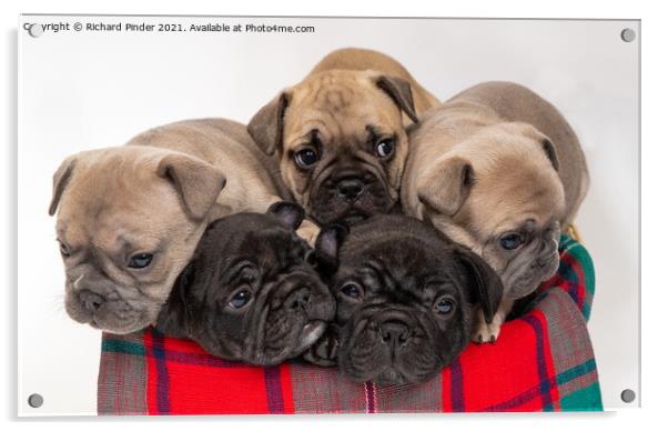 French Bulldog Puppies Acrylic by Richard Pinder