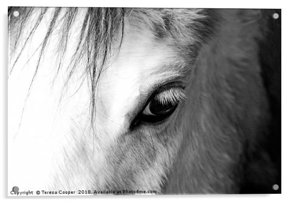 The eye of a white horse - Mirror to the soul Acrylic by Teresa Cooper