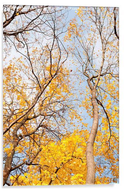 autumn leaves on trees Acrylic by Arletta Cwalina