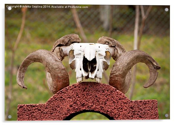 Large ram antlers on skull Acrylic by Arletta Cwalina