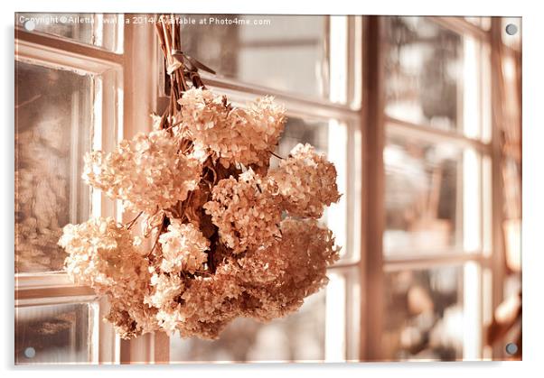 hortensia old dried bouquet hang in window  Acrylic by Arletta Cwalina