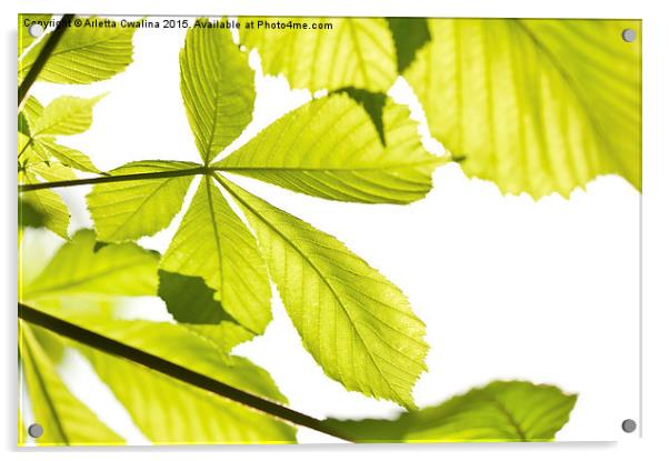 green Aesculus horse chestnut foliage Acrylic by Arletta Cwalina