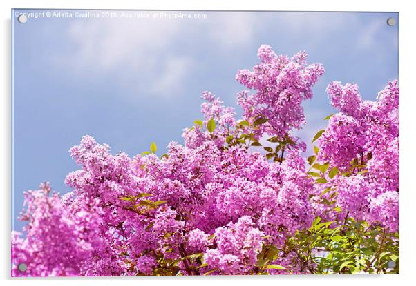 Lilac vibrant pink bunches shrub Acrylic by Arletta Cwalina