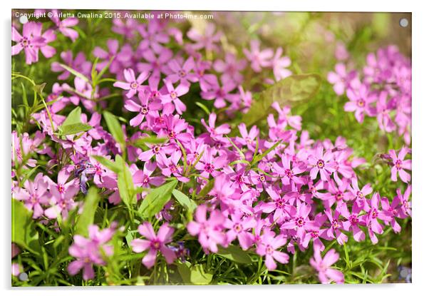 Phlox subulata pink flowering plant Acrylic by Arletta Cwalina