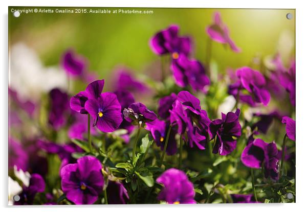 Purple pansies flowering bunch Acrylic by Arletta Cwalina