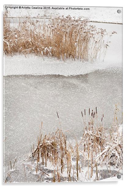 Typha reeds winter season Acrylic by Arletta Cwalina
