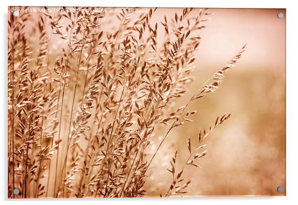 Bunch of sepia toned grass inflorescence  Acrylic by Arletta Cwalina