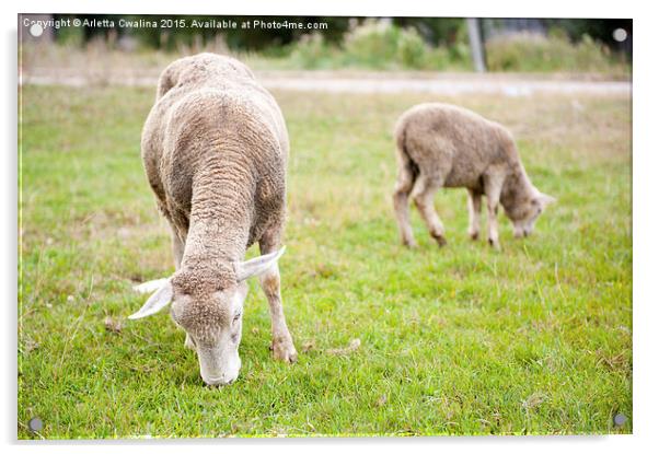 ewe with lamb grazing in Poland  Acrylic by Arletta Cwalina