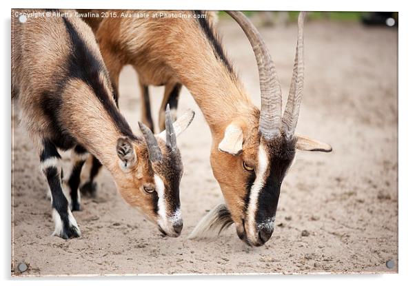 brown domesticated goats eating Acrylic by Arletta Cwalina