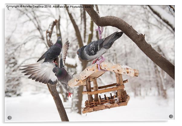 Three hungry pigeons on feeder  Acrylic by Arletta Cwalina
